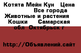 Котята Мейн Кун › Цена ­ 15 000 - Все города Животные и растения » Кошки   . Самарская обл.,Октябрьск г.